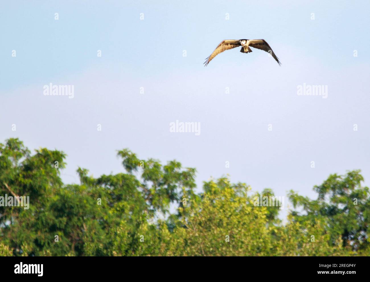 One Ospray bird hovering over Southards Pond lake hunting for fish in the morning. Stock Photo