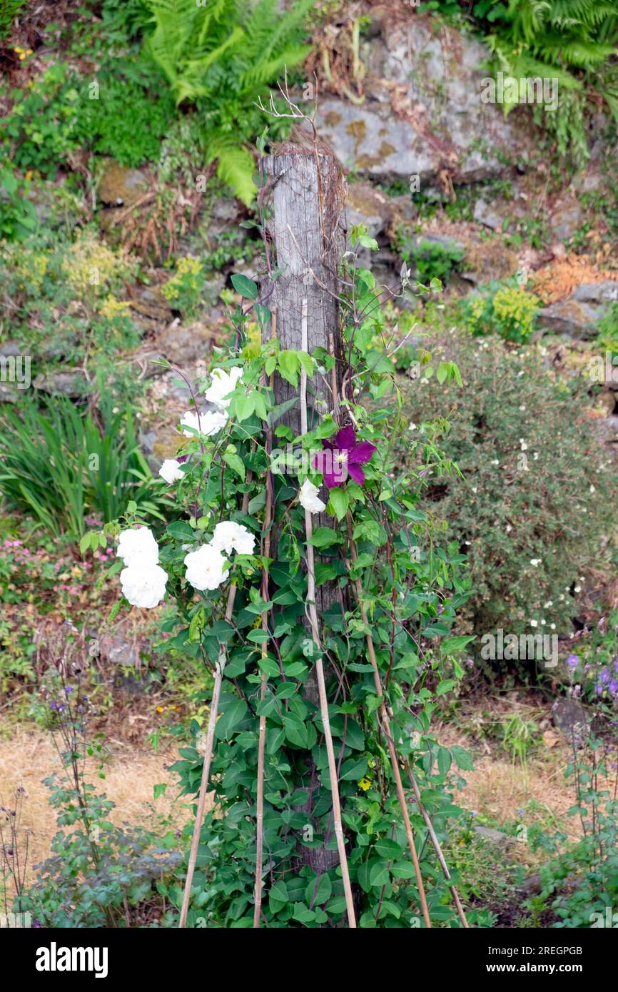 Vertical view of white climbing rose Mme Alfred Carriere, clematis the President  in dry garden June 2023 heatwave UK Great Britain  KATHY DEWITT Stock Photo