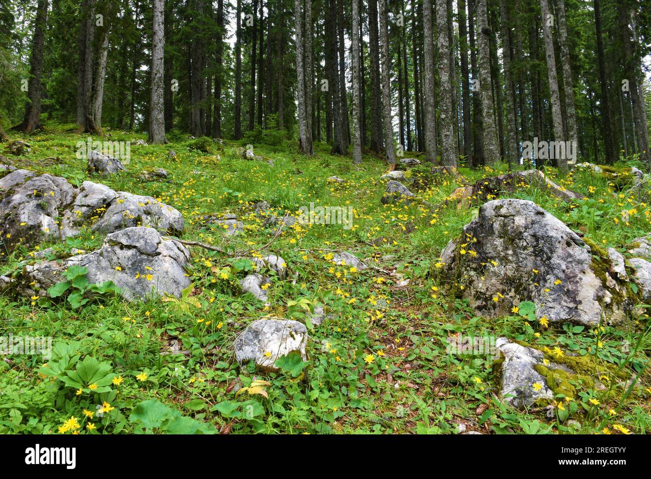 Conifer forest at Pokljuka, Slovenia with yellow hawkweed (Hieracium murorum) flowers growing at a clearing Stock Photo