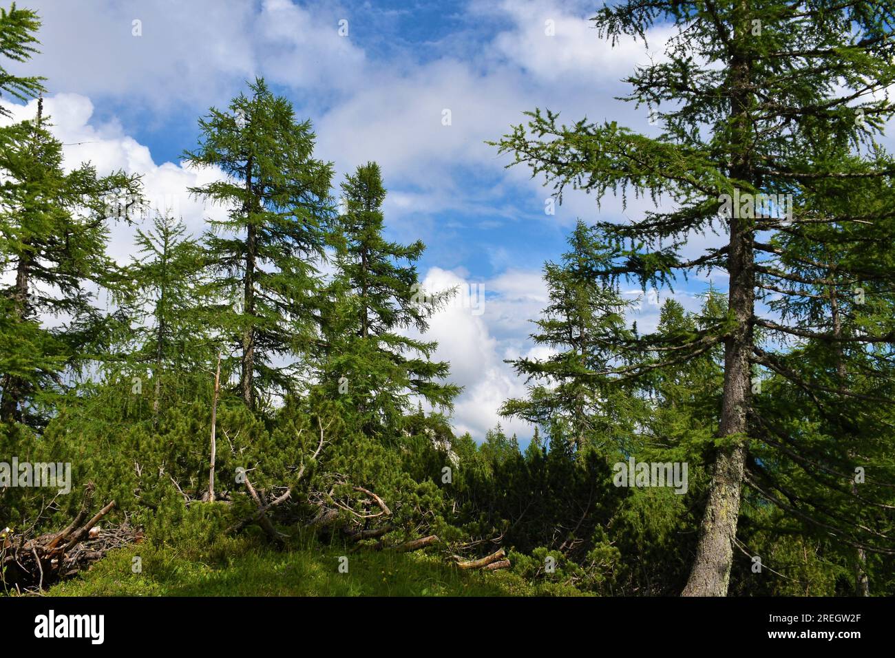 Mountain larch (Larix decidua) trees and mugo pine (Pinus mugo) Stock Photo
