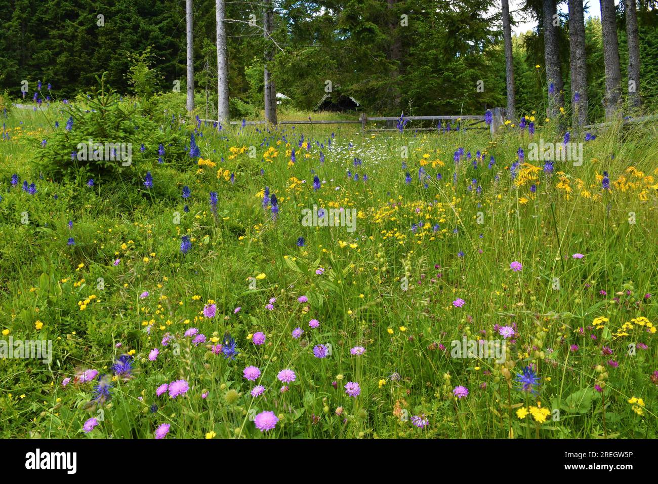 Colorful meadow with blue betony-leaved rampion (Phyteuma betonicifolium) and pink Knautia longifolia flowers at Pokljuka, Slovenia Stock Photo