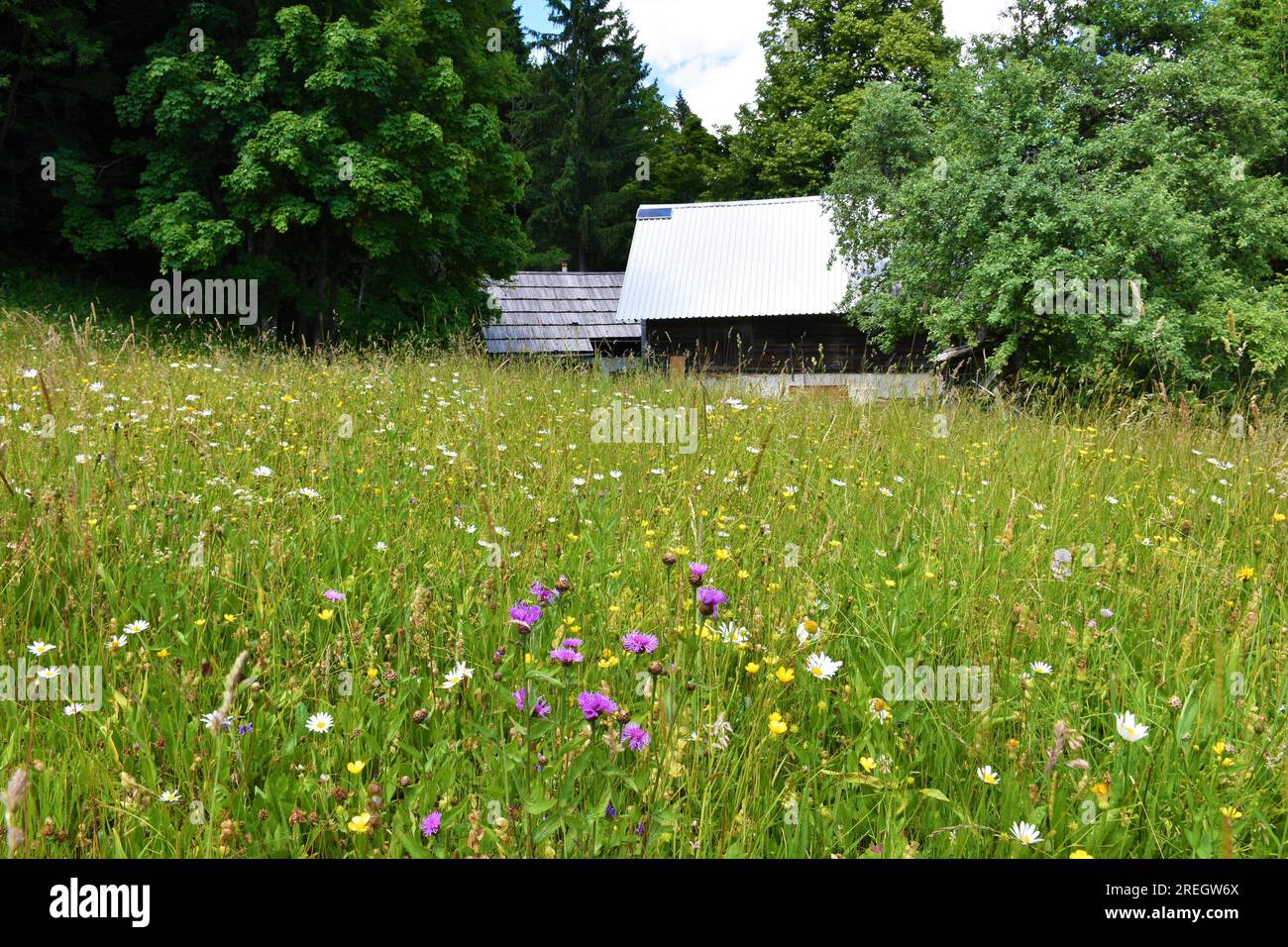 Meadow Javornica at Pokljuka, Slovenia with old huts short-fringed knapweed (Centaurea nigrescens) flowers Stock Photo