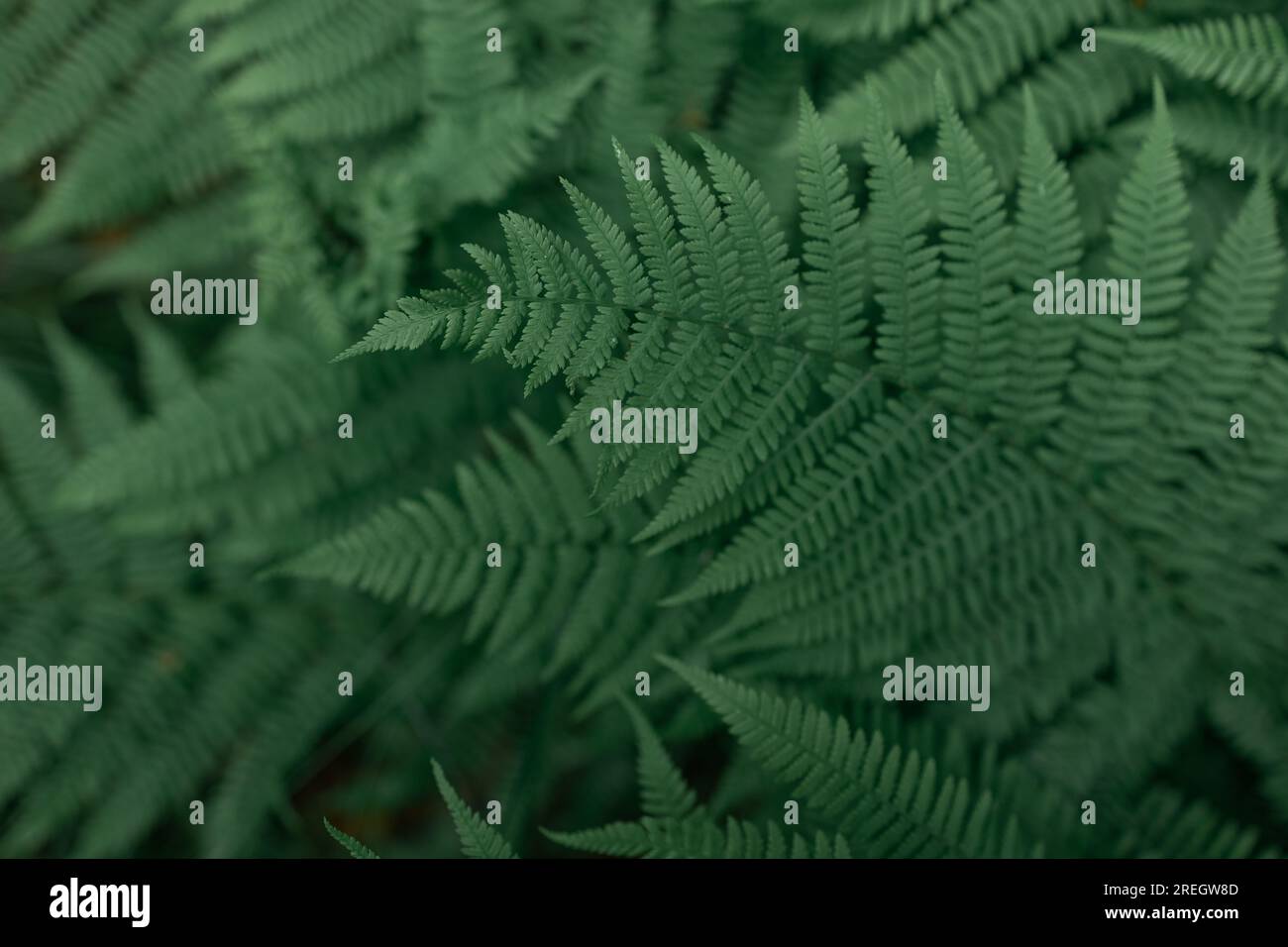 Perfect natural fern pattern. Beautiful background made with young ...