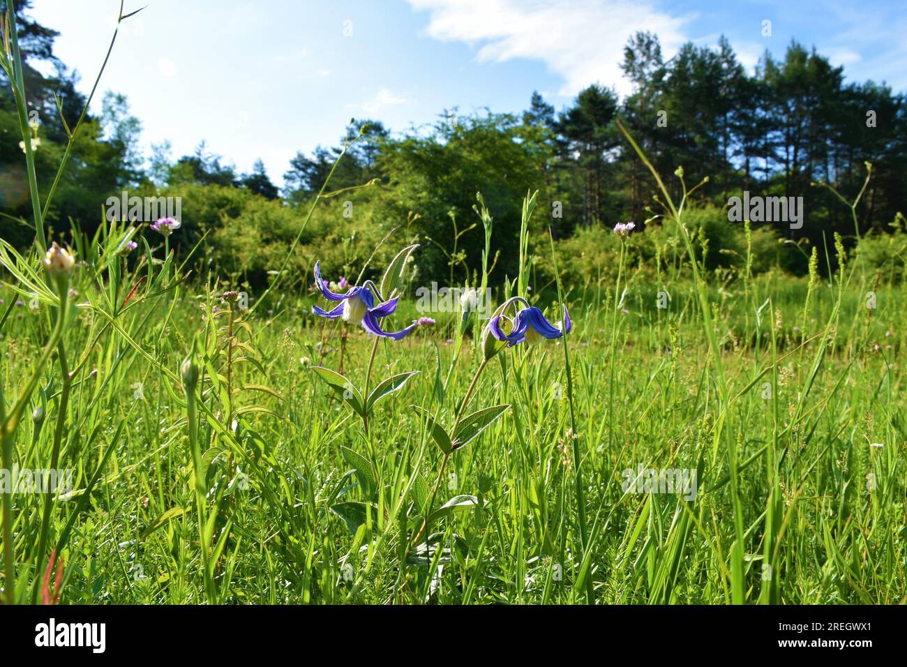 Blue Clematis integrifolia flower on a meadow Stock Photo