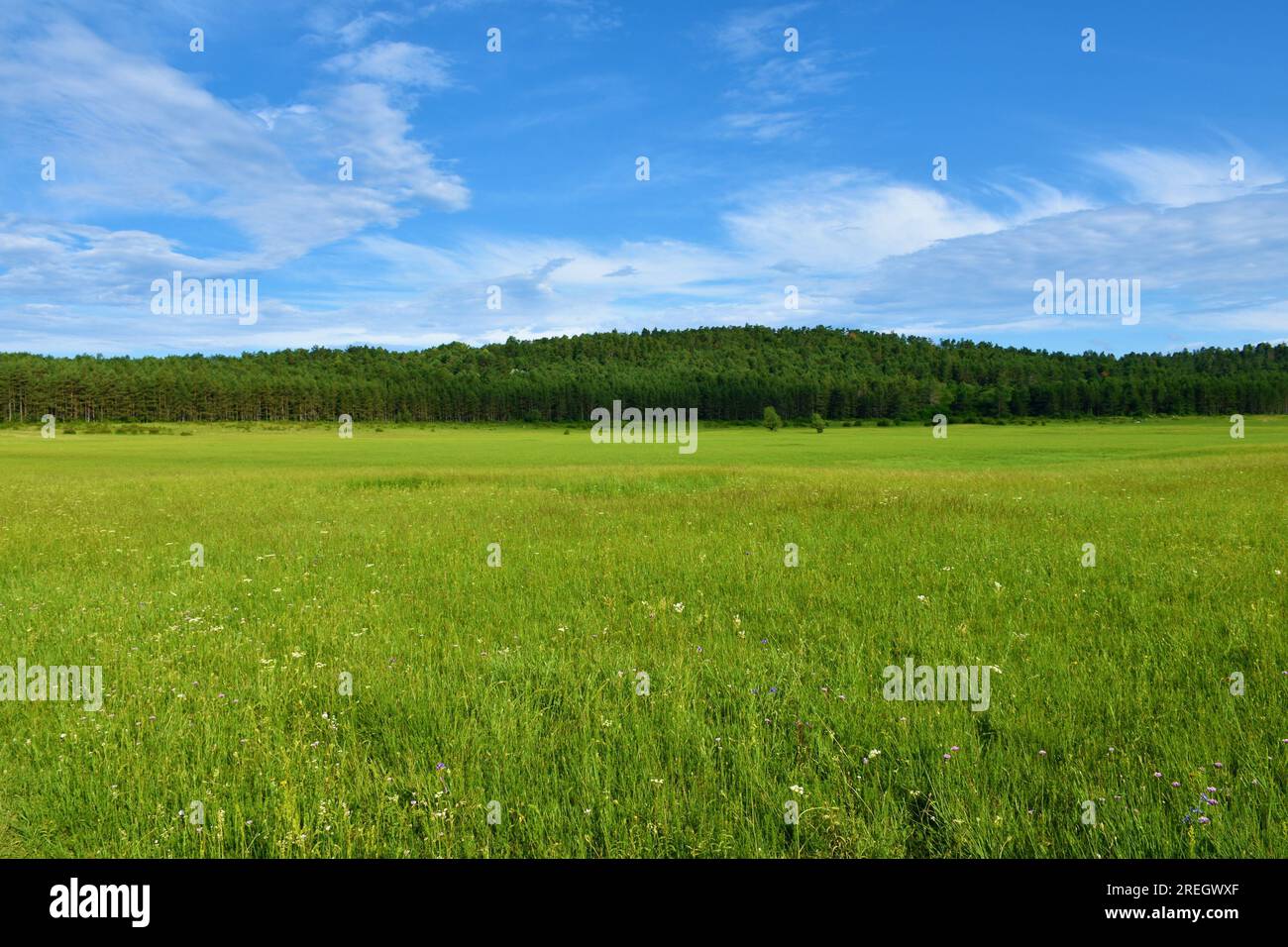 Karst dry intermittent lakebed at Petelinje and a forest covered hill in Notranjska, Slovenia Stock Photo