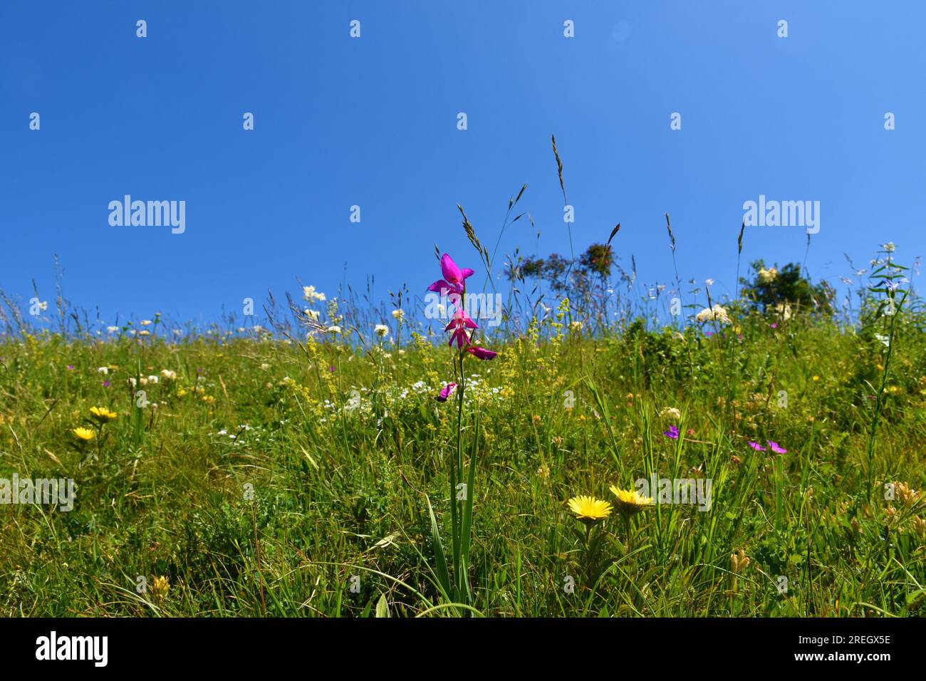 Pink Gladiolus imbricatus flower on a colorful meadow with white and yellow flowers Stock Photo
