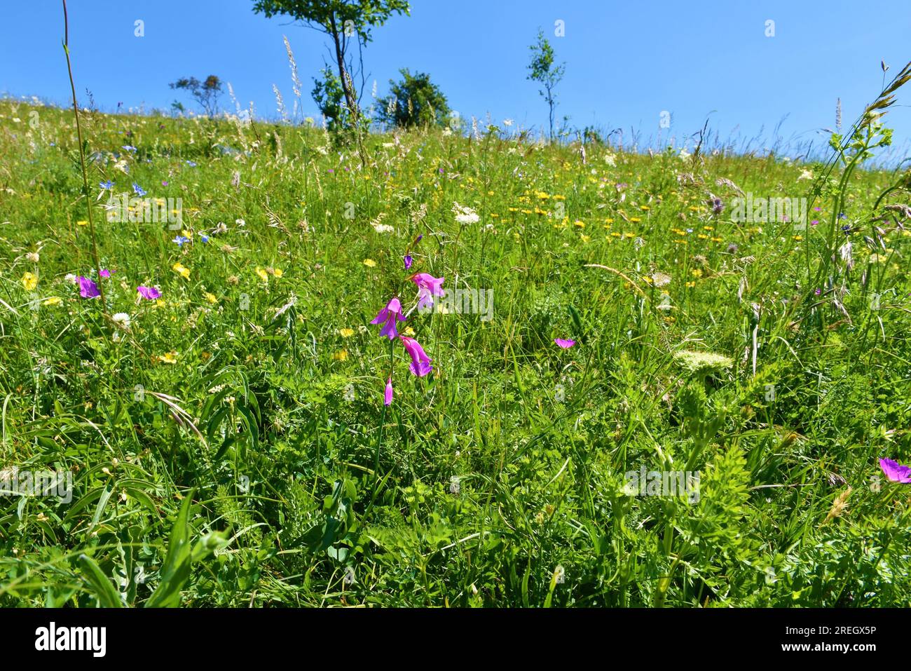 Pink Gladiolus imbricatus flowers on a colorful meadow Stock Photo