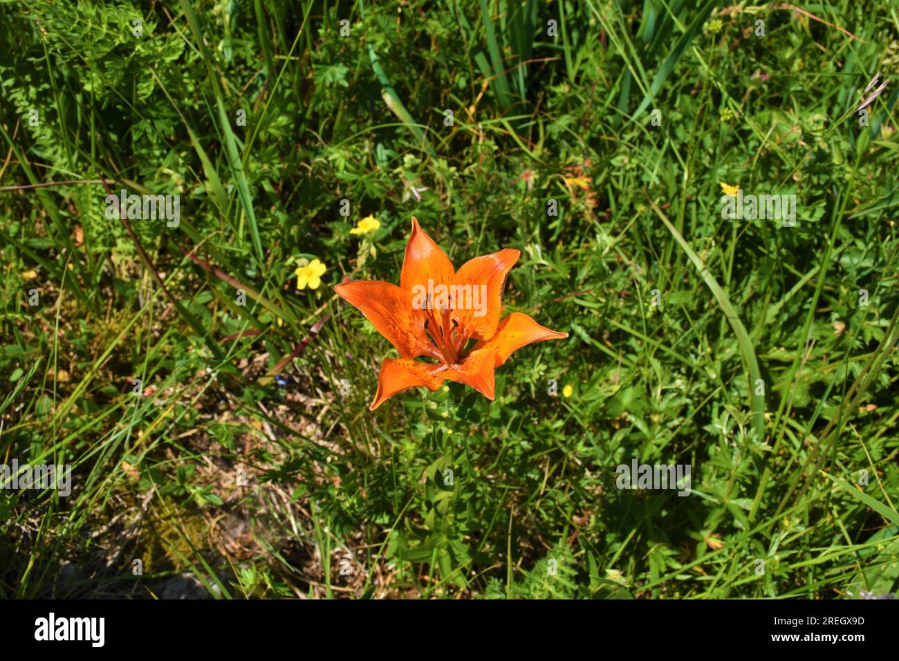 Orange lily (Lilium bulbiferum) flower Stock Photo - Alamy