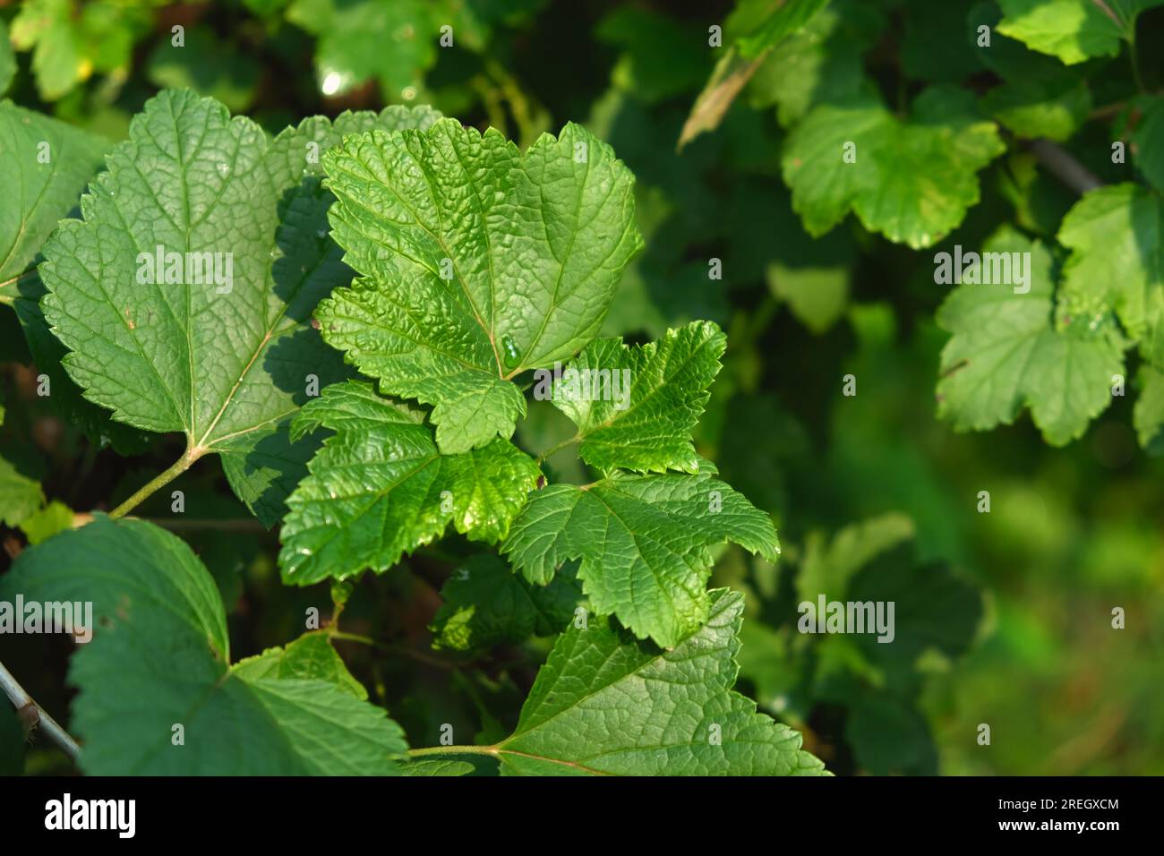 Currant leaves. Home eco-friendly organic garden. Currant. Stock Photo