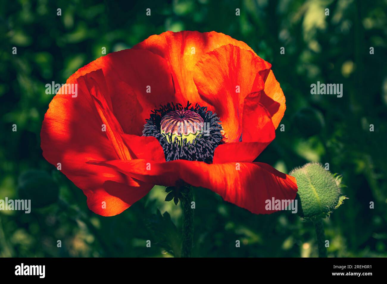 Very large photographed poppy hi-res stock photography and images - Alamy