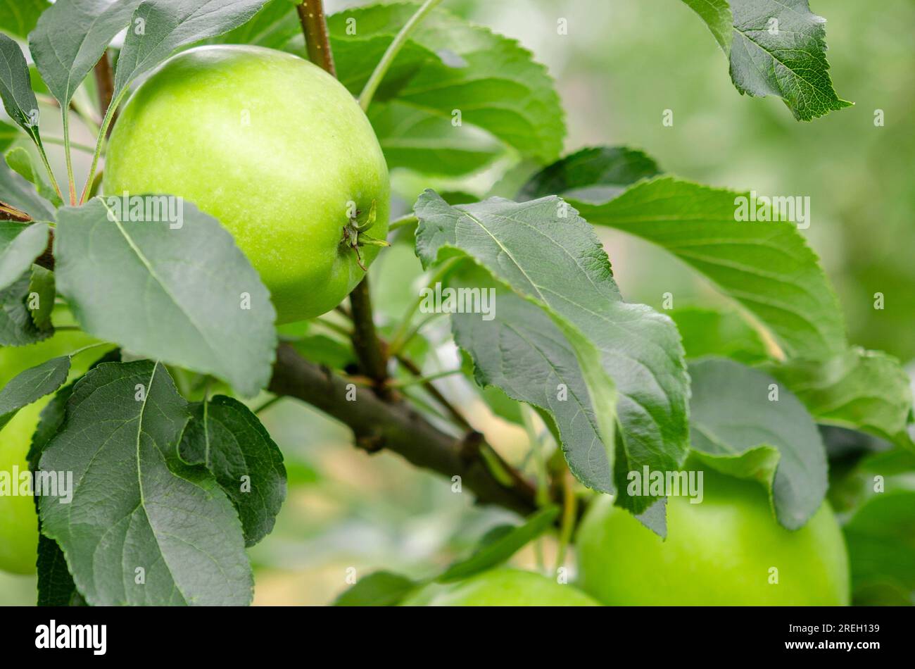 Juicy young apples on a tree branch in the garden. Apples Stock Photo ...
