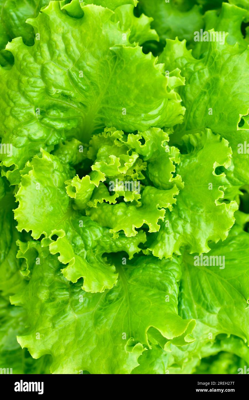 Fresh green lettuce bushes close up in full frame Stock Photo