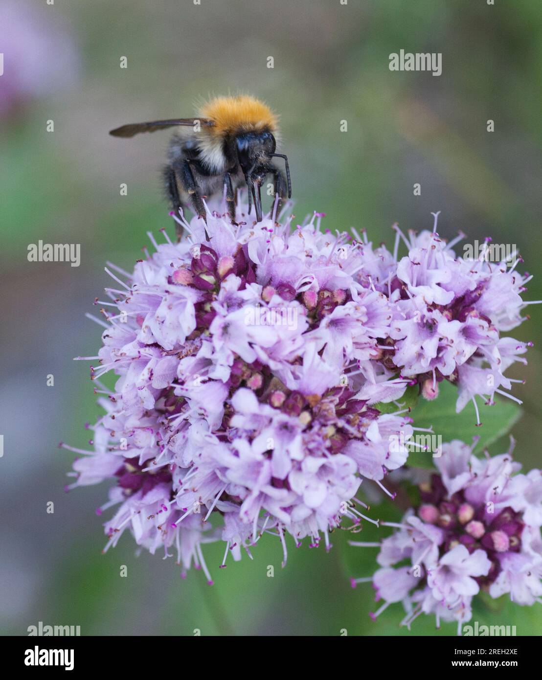 BUMBLEBEE on Oregano flower i garden Stock Photo