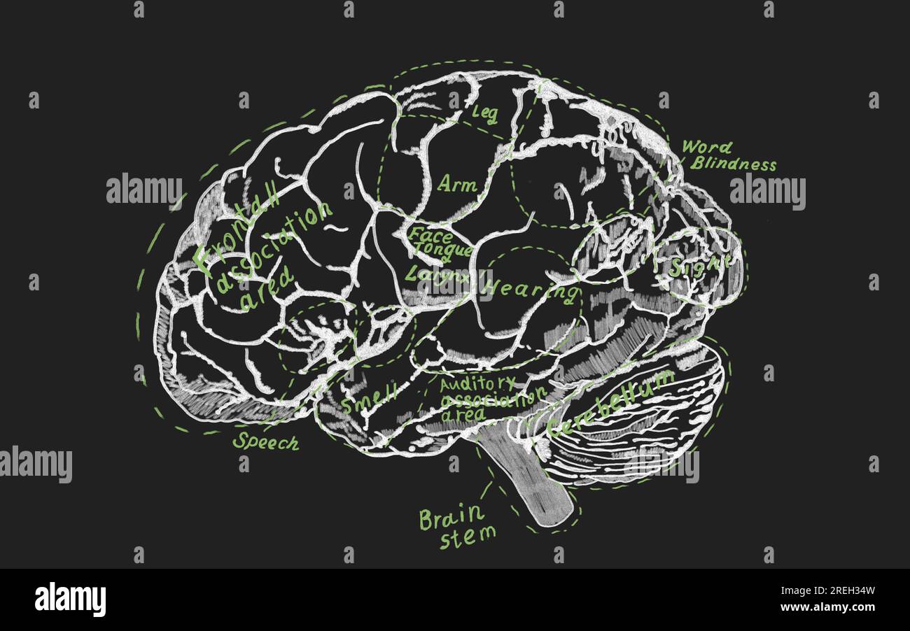 Human brain scheme vintage for Education or Science. Detailed mind map typography with human brain divided in physiological sectors. Chalk drawing on Stock Photo