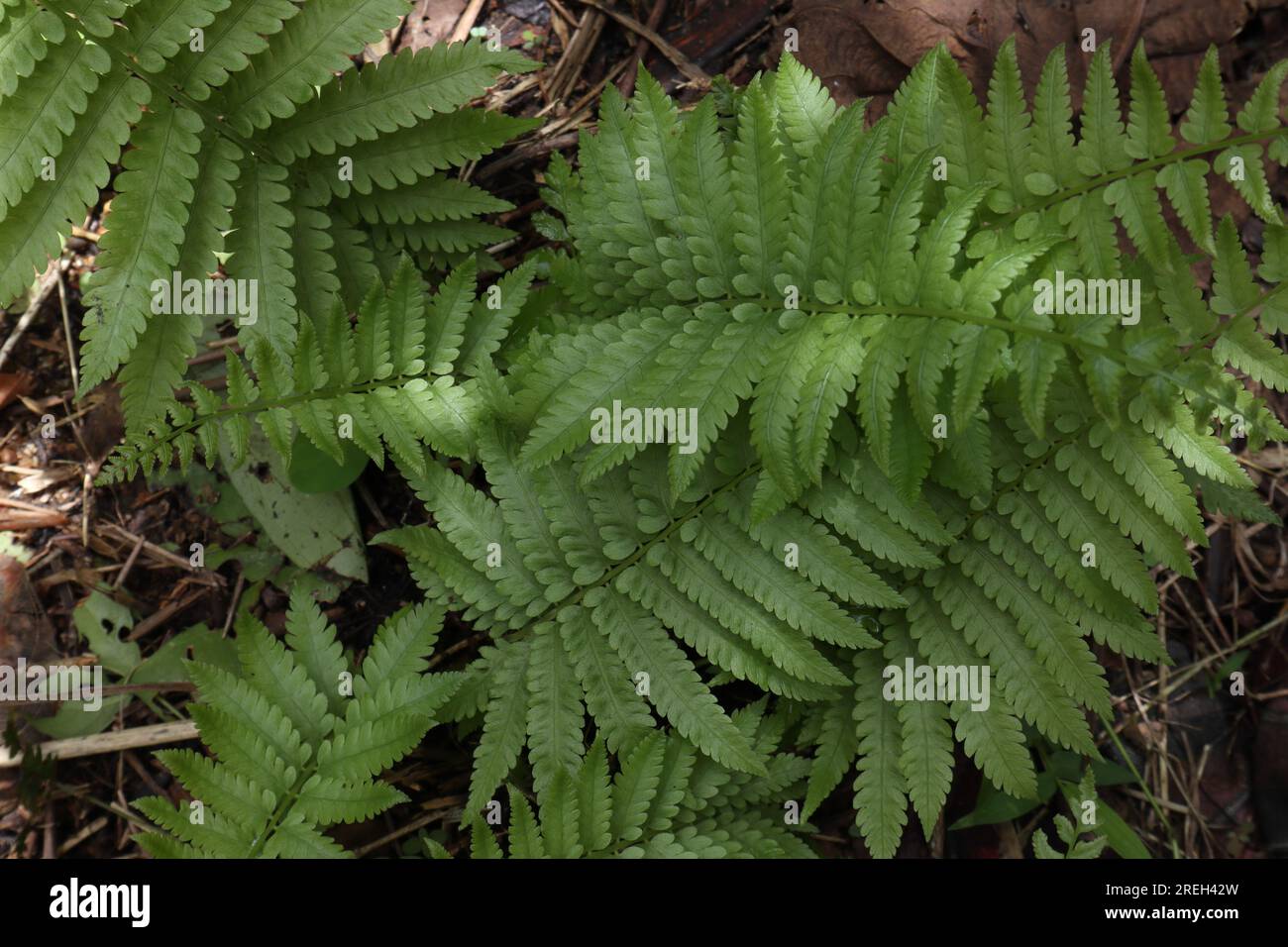 Overhead view of a freshly growing Marsh fern plant (Thelypteris Palustris) leaves Stock Photo