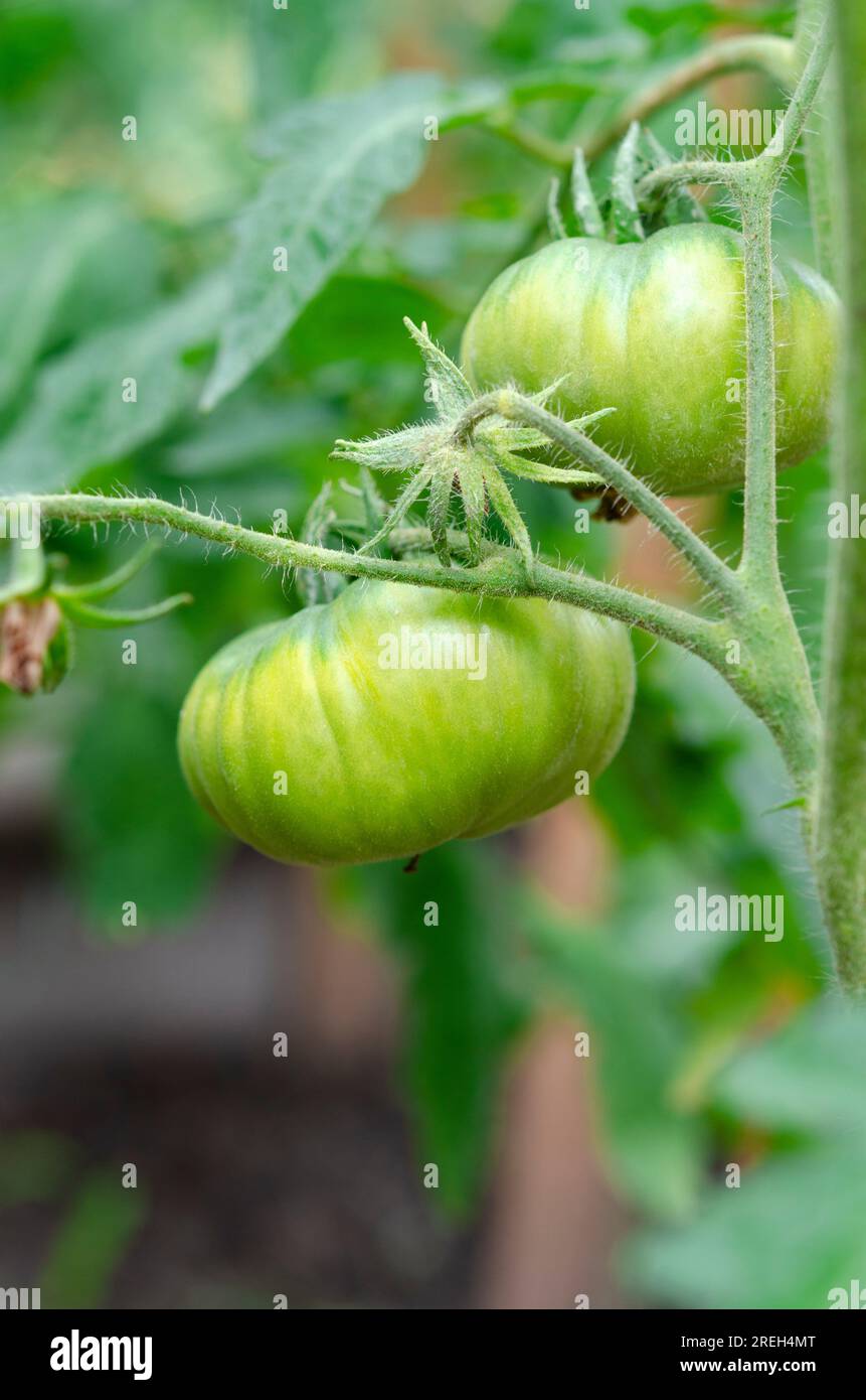 Large round green tomatoes grow in the garden. Tomatoes Stock Photo
