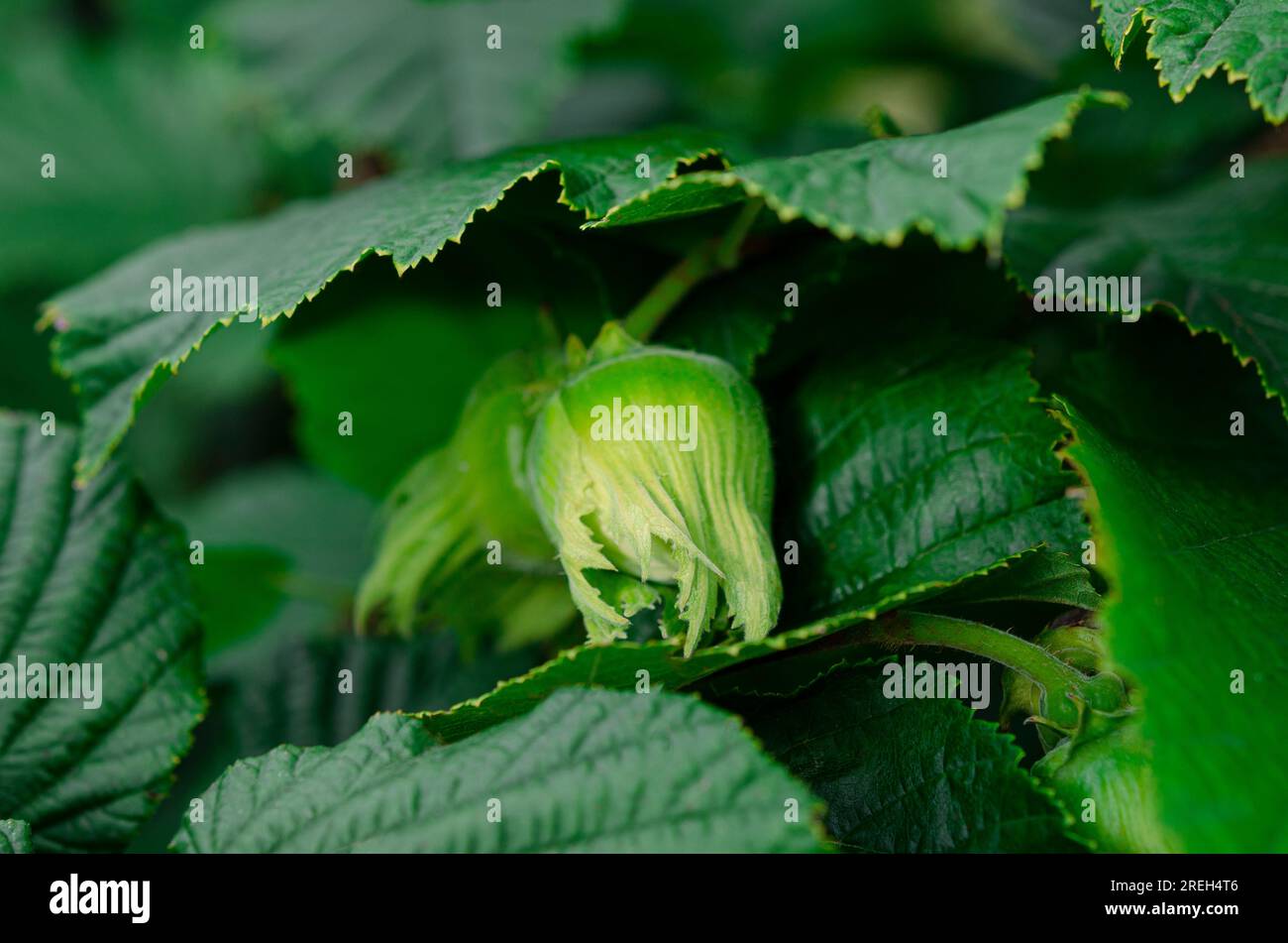 Hazelnut. Nuts. Large hazelnuts grow in the forest on a green bush