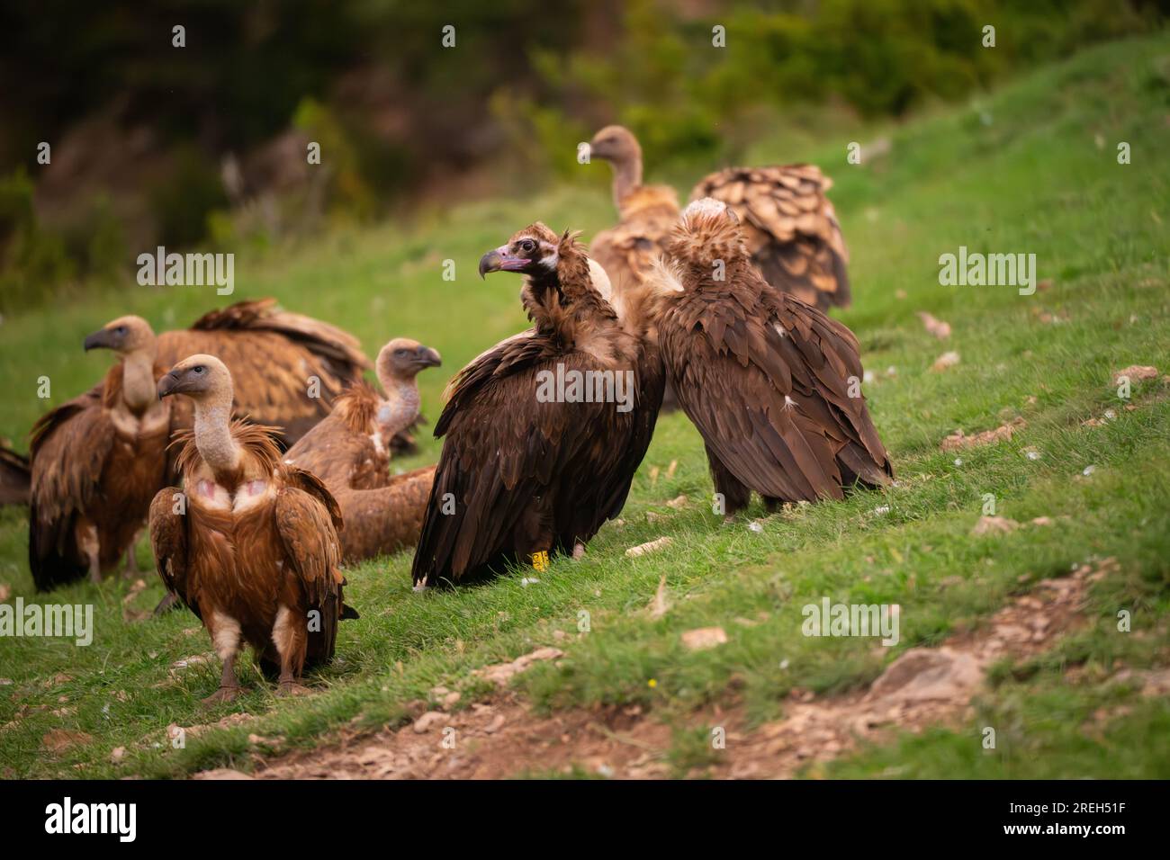 The cinereous vulture (Aegypius monachus) AKA Eurasian black vulture one of the worlds' largest flying birds, contending for the title with the Andean Stock Photo