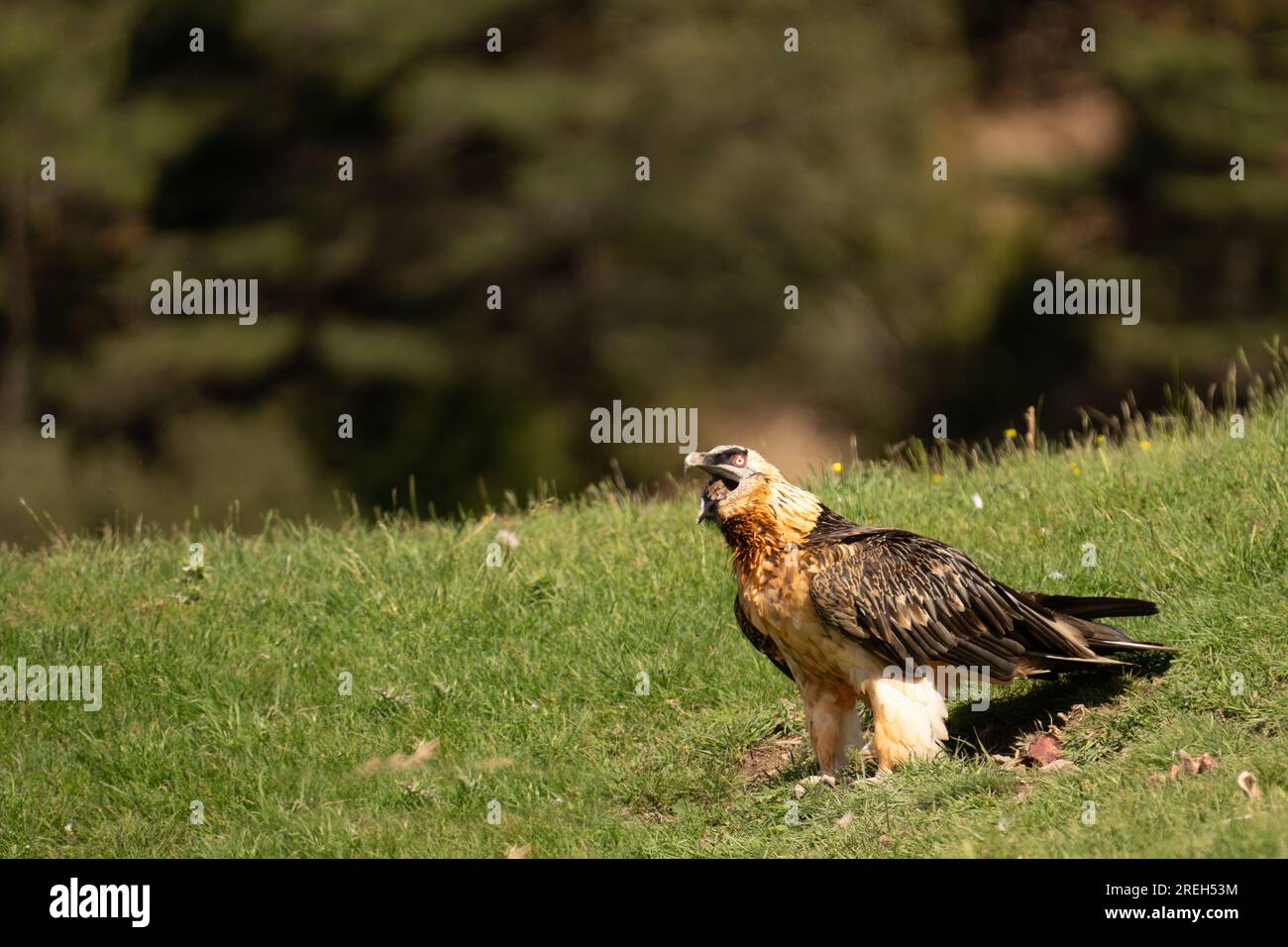 Bearded vulture (Gypaetus barbatus) landing. Also known as the lammergeier, this vulture is a specialised, solitary scavenger that feeds almost exclus Stock Photo