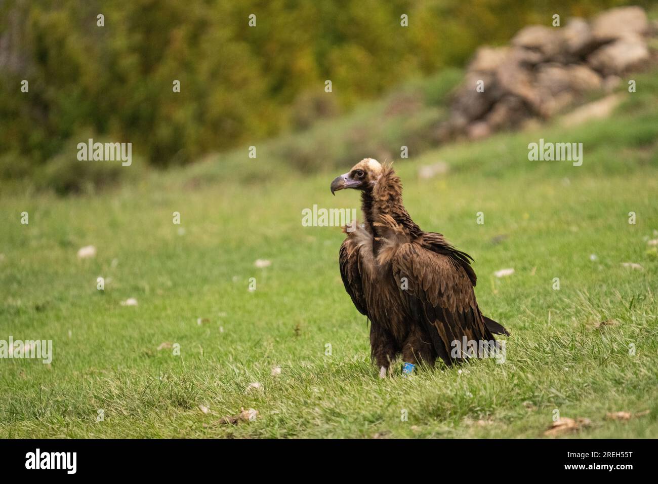 Cinereous vultures take flight in the Rhodope Mountains