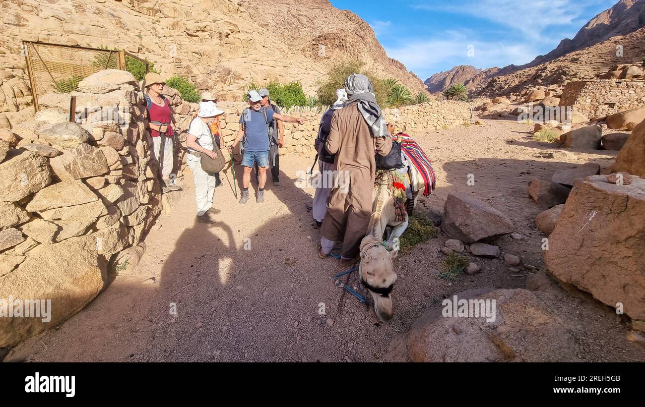 Touring Sinai Plateau with camels near Saint Catherine's Monastery ( دير القدّيسة كاترين or Moni tis Agias Aikaterinis), officially the Sacred Autonom Stock Photo