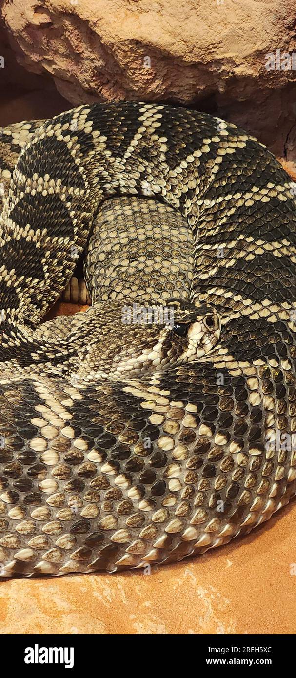 Rattlesnake Close-up Rattlesnakes are venomous snakes that form the genera Crotalus and Sistrurus of the subfamily Crotalinae (the pit vipers). All ra Stock Photo