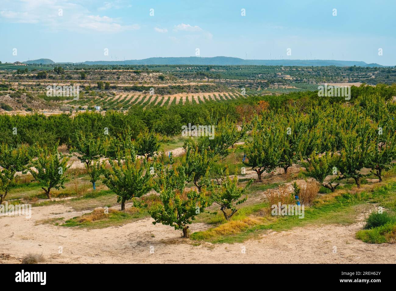 a view of an orchard of apricot trees in Seros, in the Lleida province of Catalonia, Spain, on a sunny summer day Stock Photo