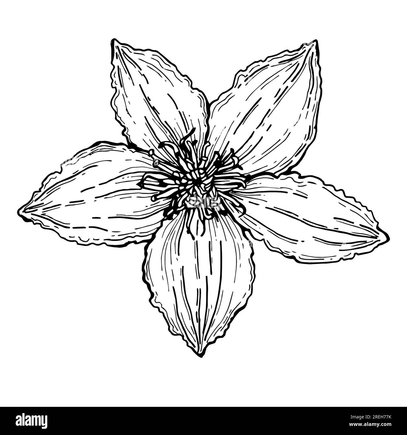 Clematis illustration Black and White Stock Photos & Images - Alamy