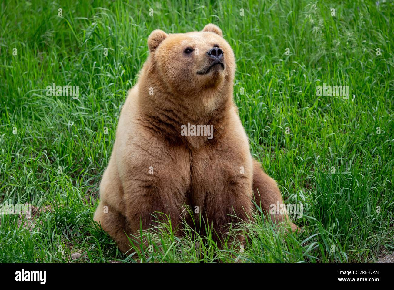 Kamchatka bear in the grass, Ursus arctos beringianus Stock Photo - Alamy