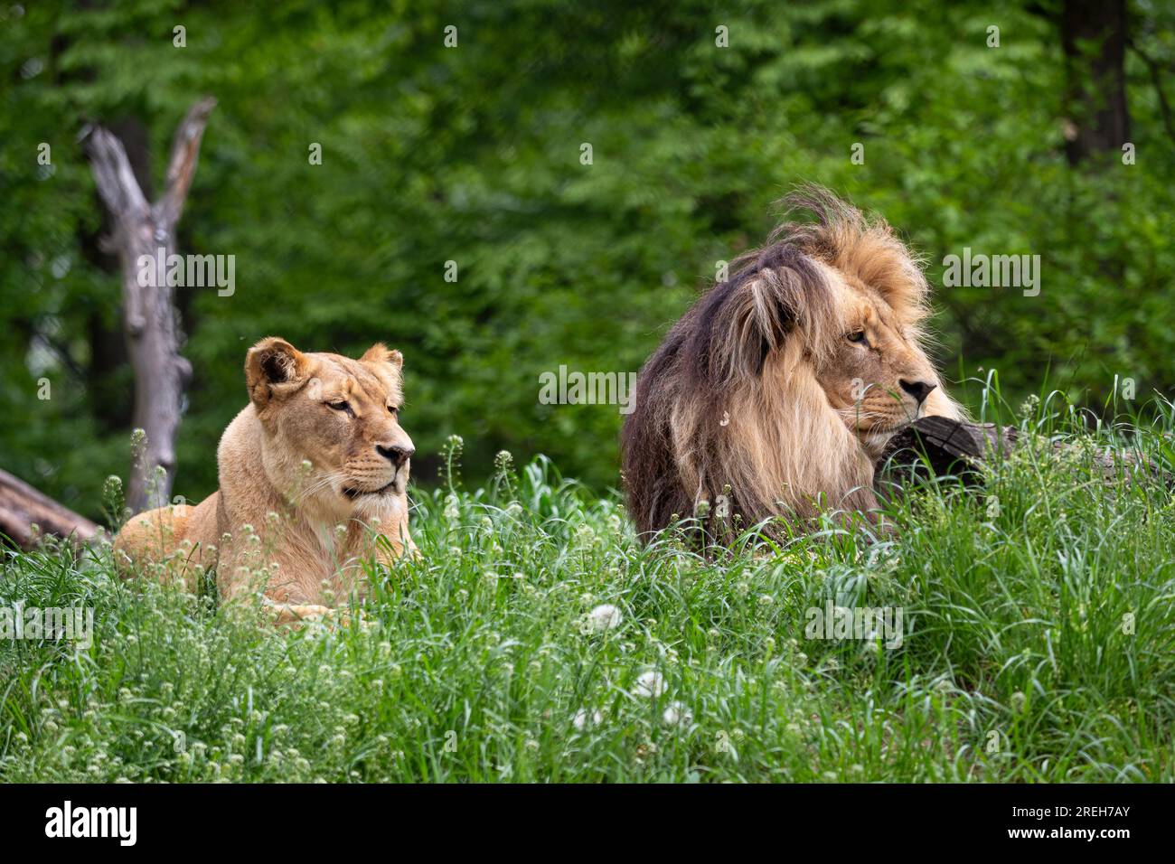 Katanga Lion or Southwest African Lion, panthera leo bleyenberghi. African lion in the grass. Stock Photo