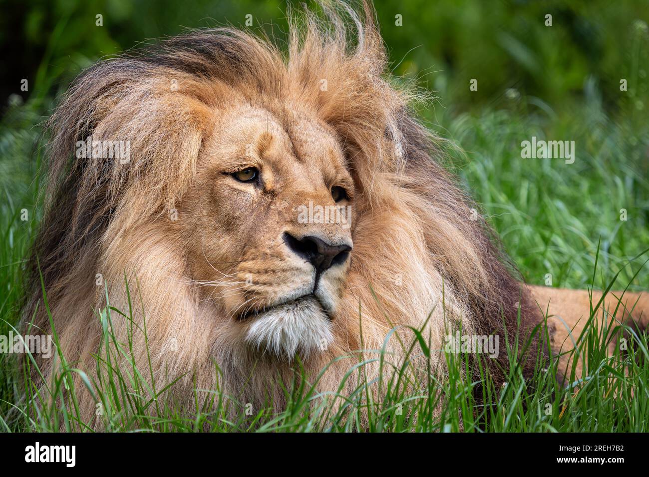 Katanga Lion or Southwest African Lion, panthera leo bleyenberghi. African lion in the grass. Stock Photo