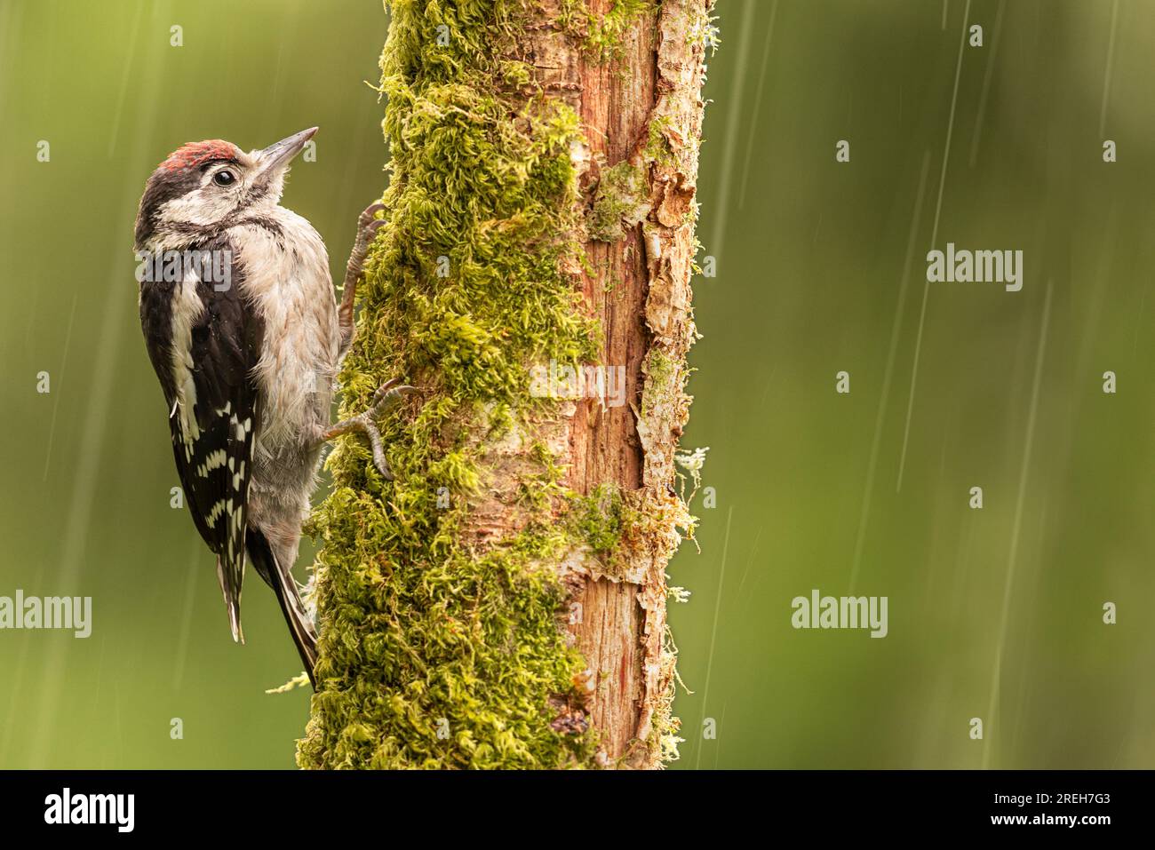 Great Spotted Woodpecker in the rain Stock Photo - Alamy