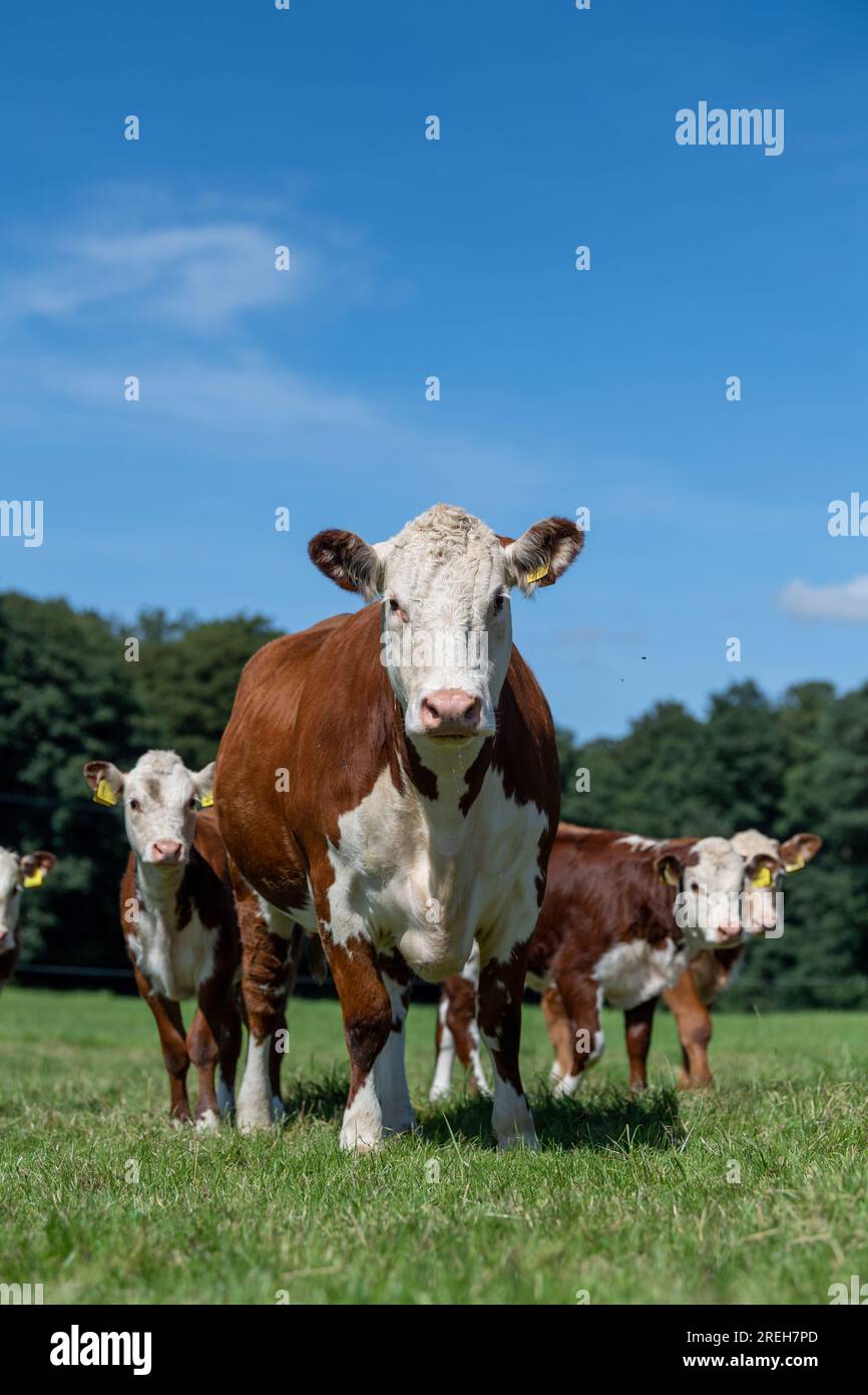 Native Beef Cow Native beef hi-res stock photography and images - Alamy