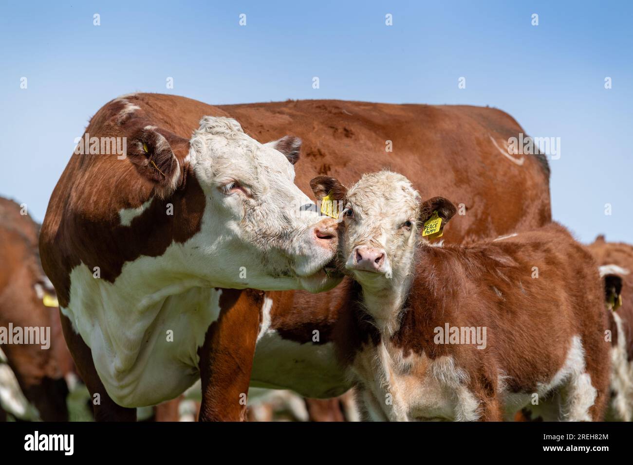 Hereford calf getting its faced licked by its mother, Cumbria, UK. Stock Photo