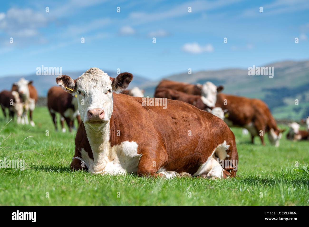 Native Beef Cow Hereford cattle, a native British beef breed, sat down in a lush upland ...