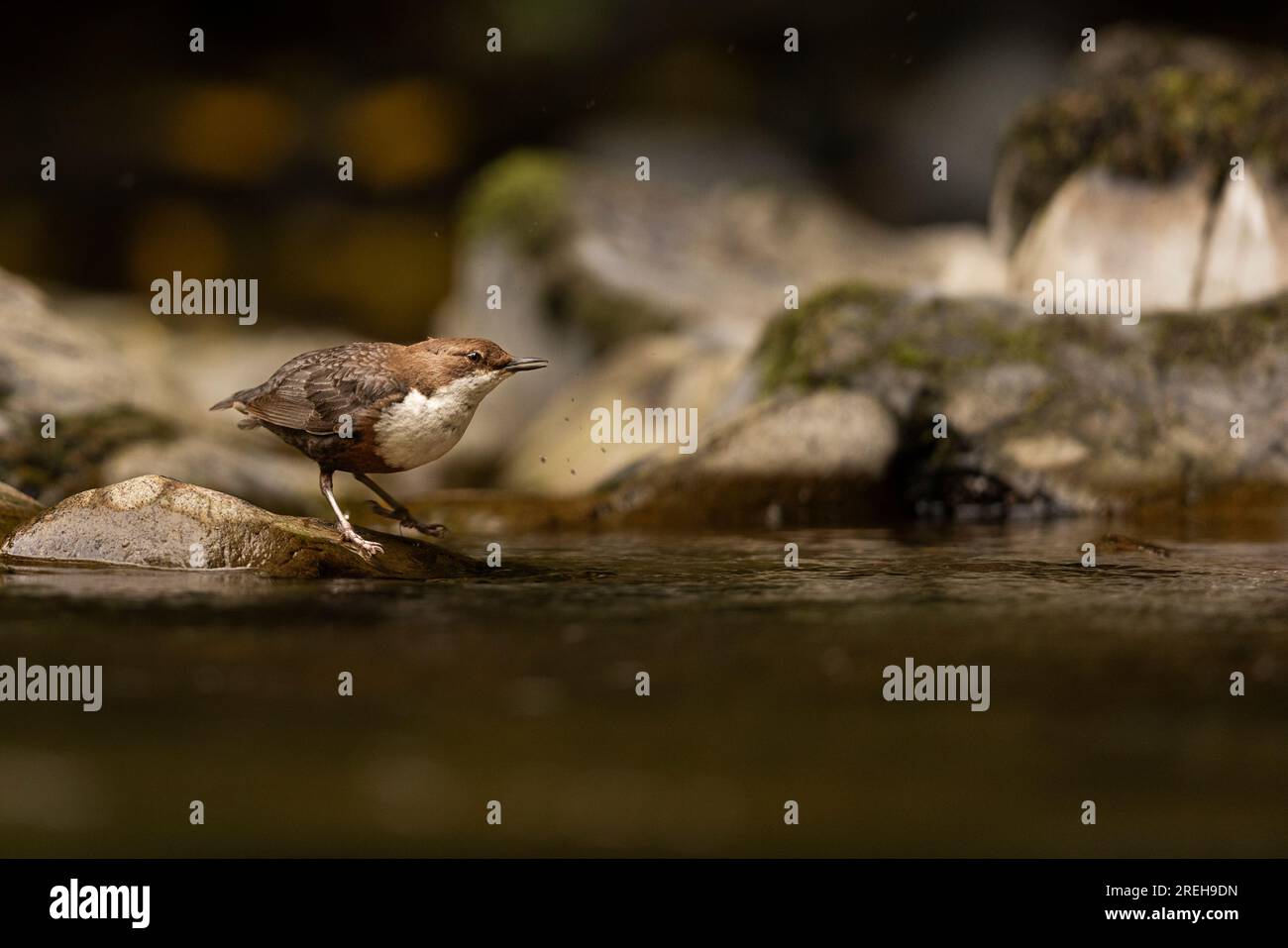 Dipper standing at the waters edge. Stock Photo