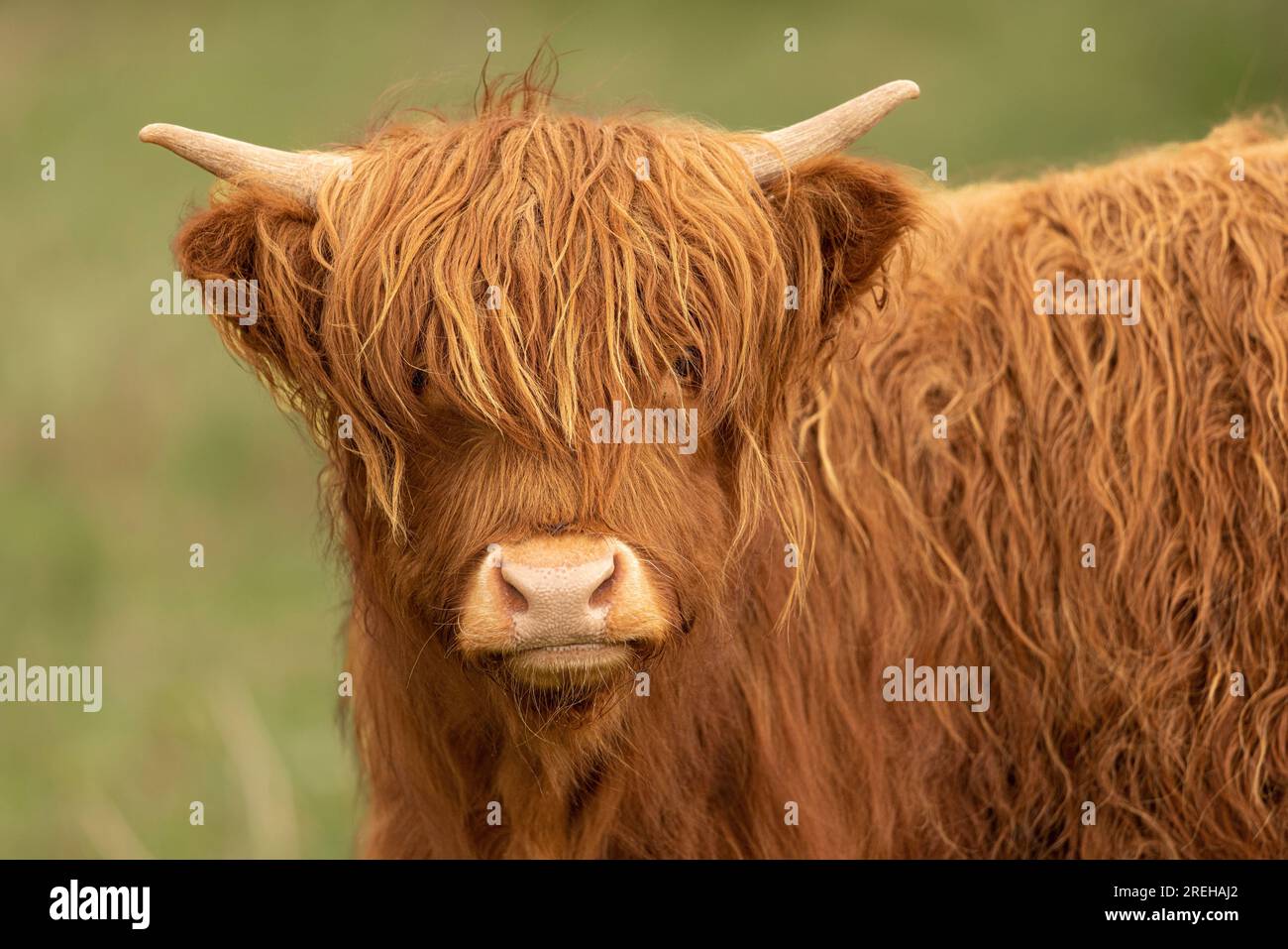 Young Highland cow Stock Photo - Alamy