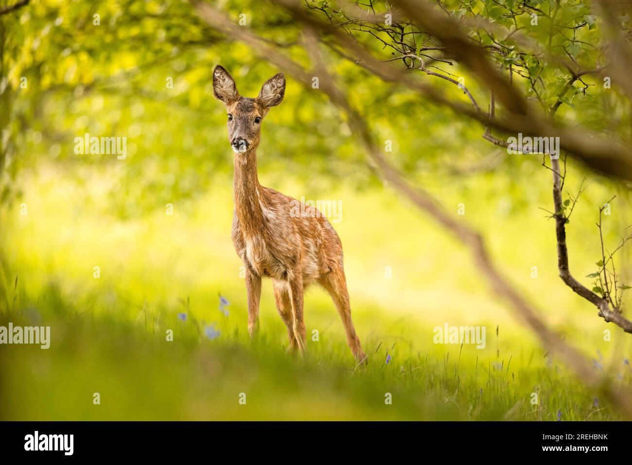 Beautiful roe deer doe hi-res stock photography and images - Alamy