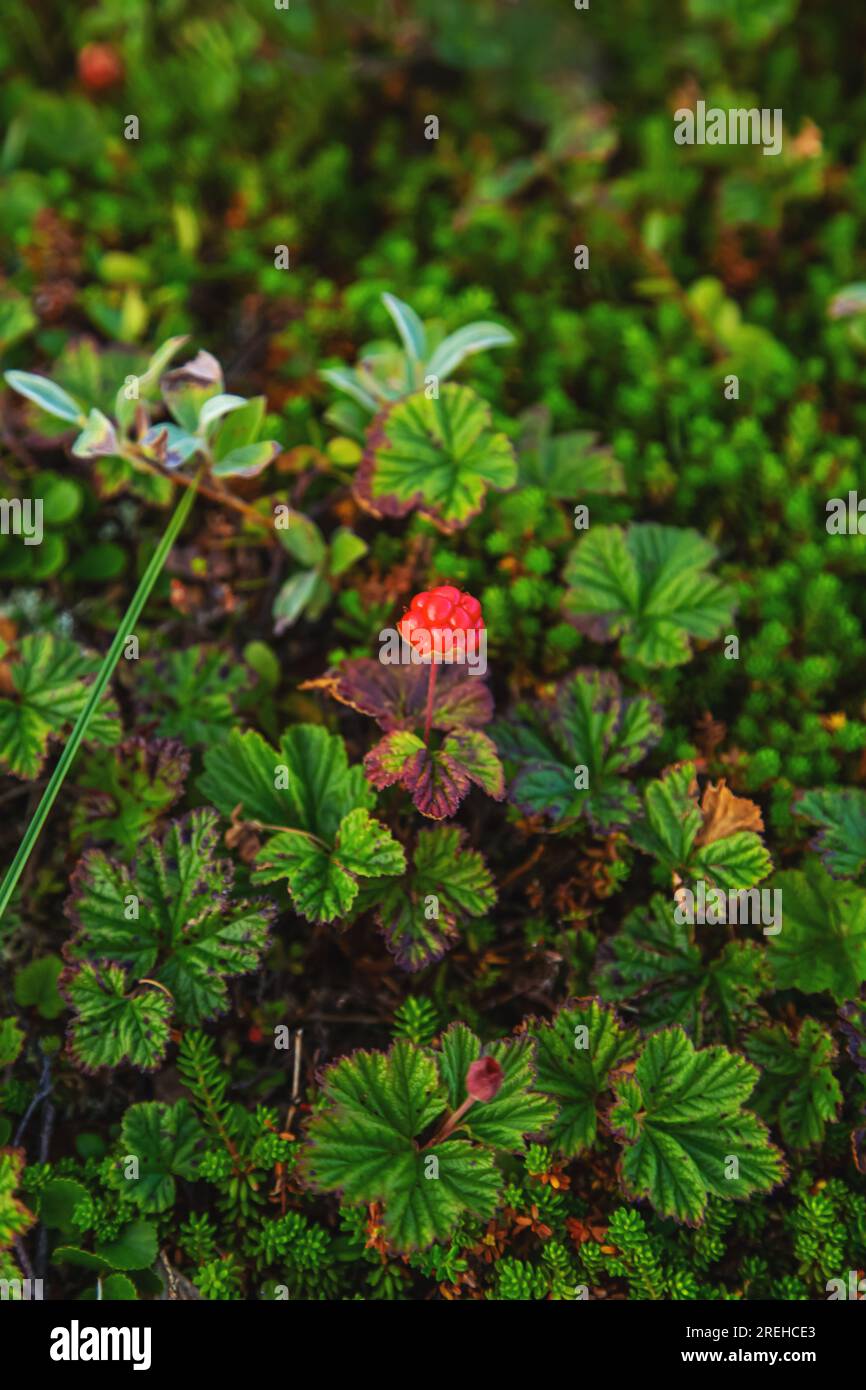 Delicious northern cloudberry. Tundra in summer. Stock Photo