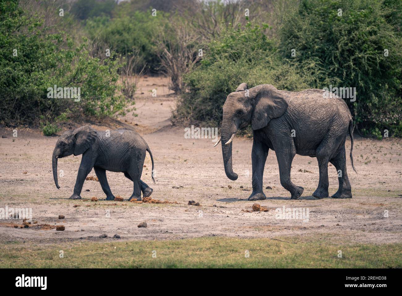 Female African elephant follows calf along riverbank Stock Photo - Alamy