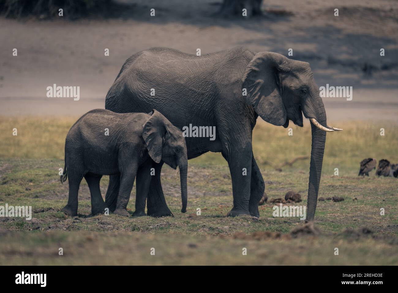Female African elephant and calf stand grazing Stock Photo - Alamy