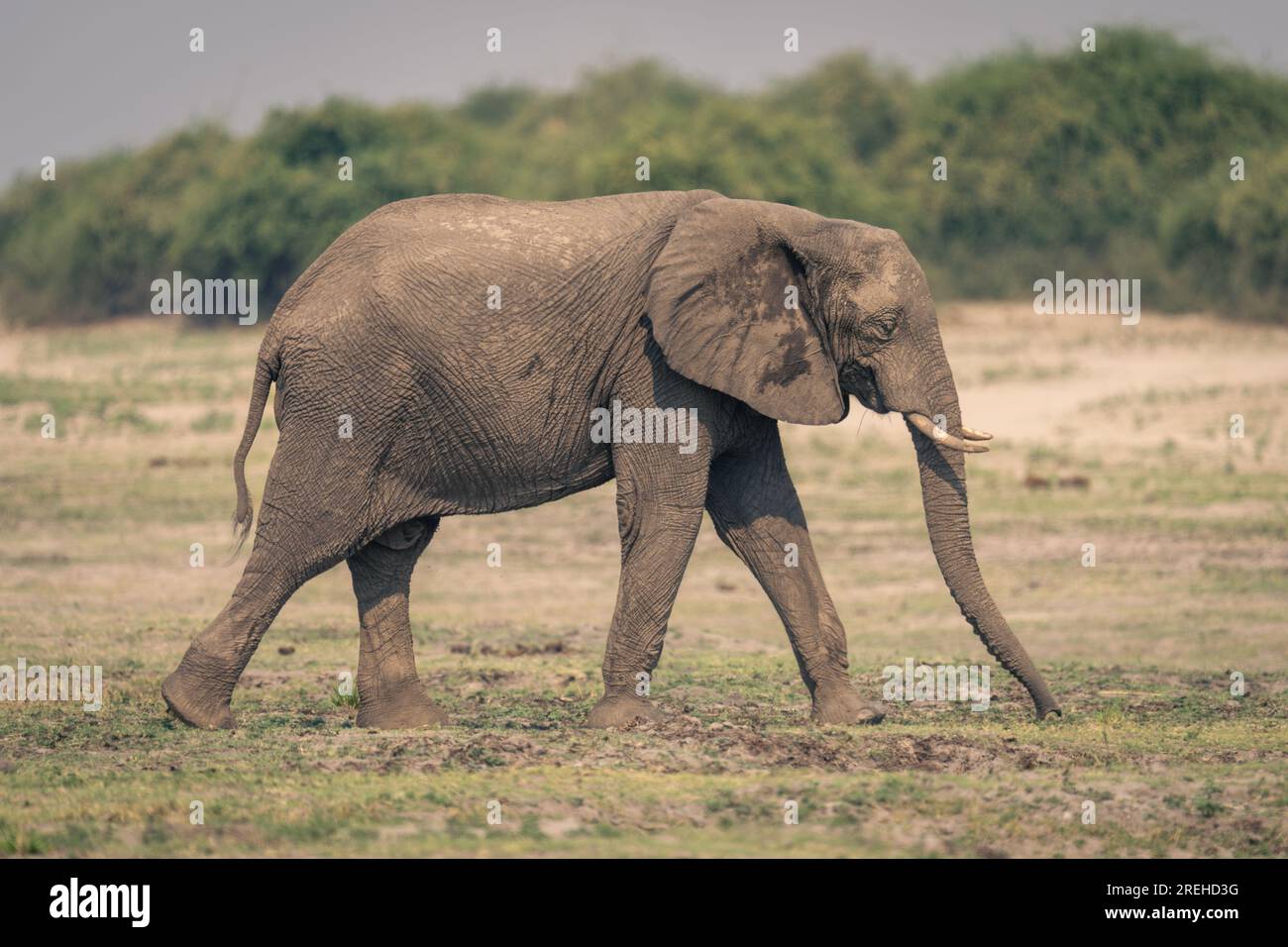 Female African bush elephant crosses grassy floodplain Stock Photo - Alamy