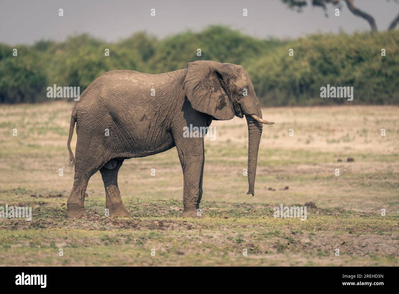 Female African bush elephant stands on floodplain Stock Photo - Alamy