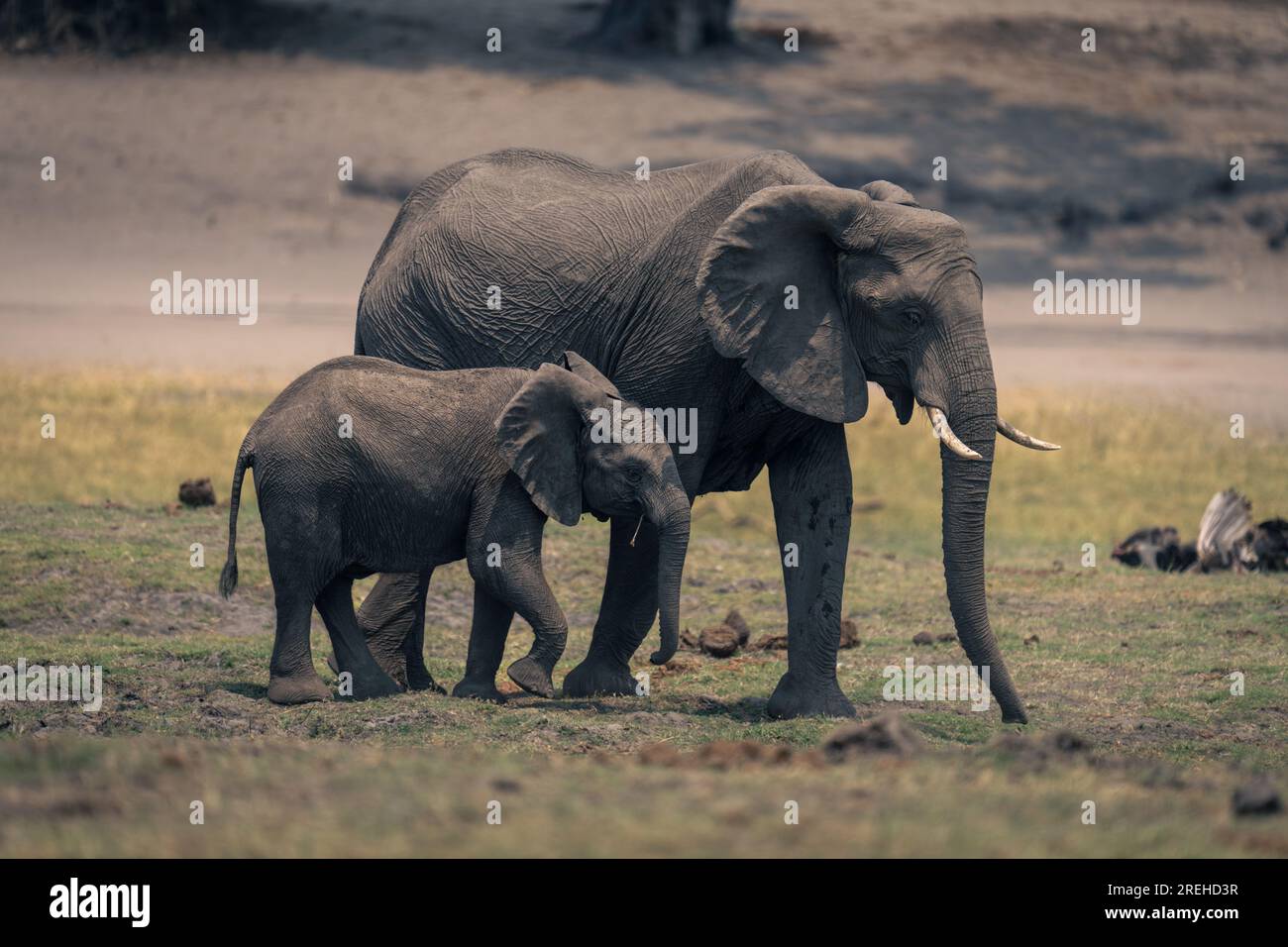 Female African elephant and calf cross floodplain Stock Photo - Alamy