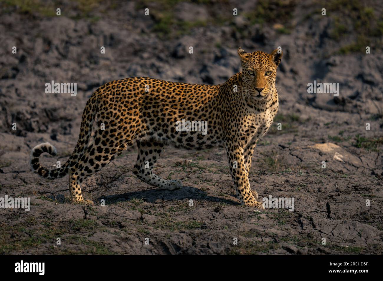 Leopard turning head hi-res stock photography and images - Alamy