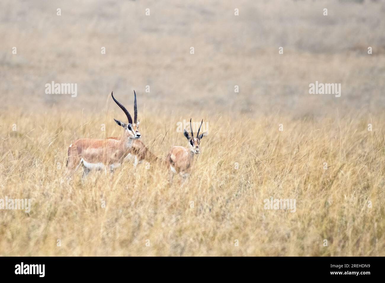 Mother and baby gazelle hi-res stock photography and images - Alamy