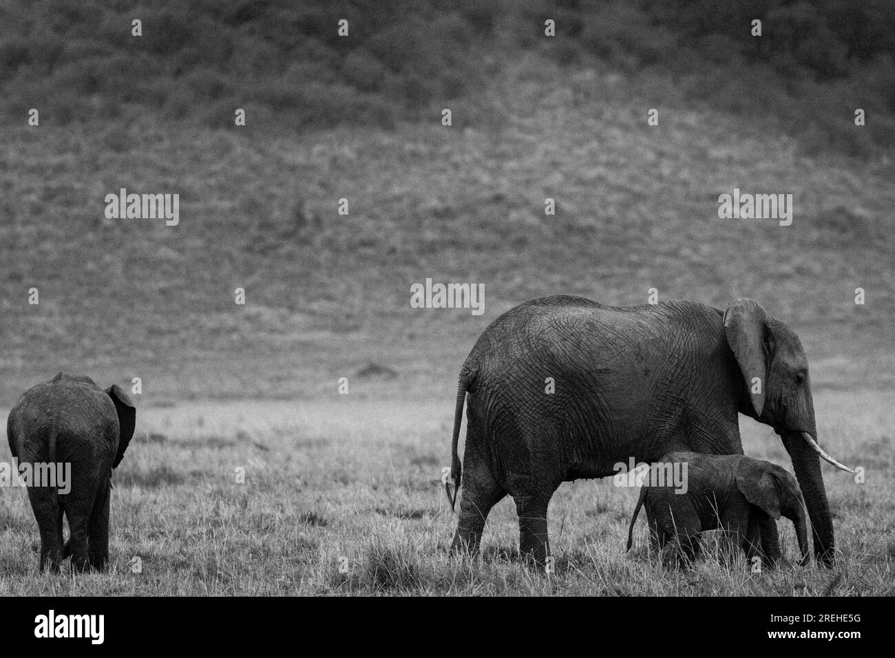 Antony Trivet Photography Maasai Mara National Reserve Stock Photo