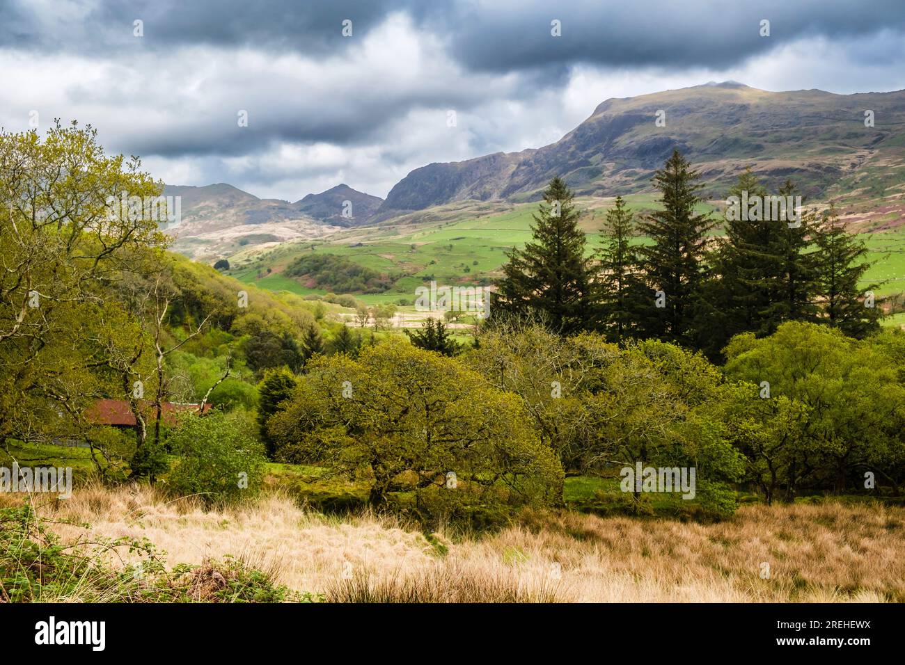 View up Cwm Pennant valley from wooded hillside in Gilfach nature reserve in Snowdonia National Park. Llanfihangel-y-pennant Porthmadog Gwynedd Wales Stock Photo