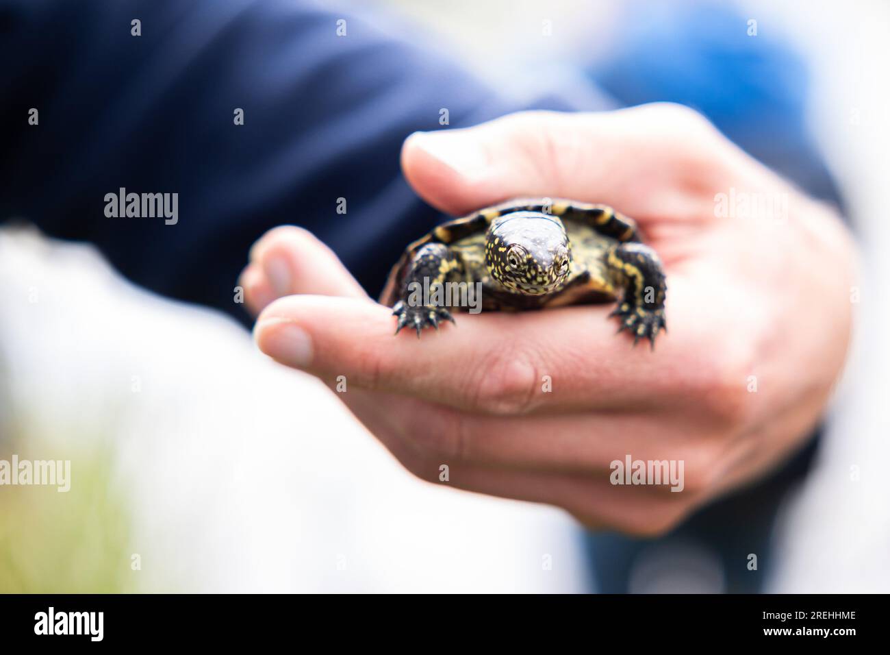 Turtle Schmidt Sabrina schmidt hi-res stock photography and images - Alamy