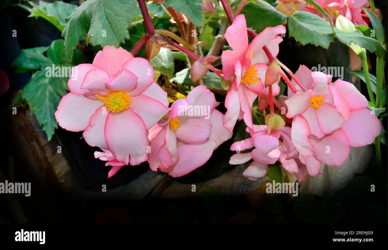 Ampelous bicolor white - pink begonia flowers. Summer floral background. Delicate blossoming begonia - ornamental plantfor home or garden decorating. Stock Photo